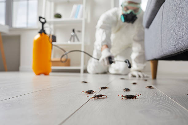 Commercial Rodent Management in Farmers Branch